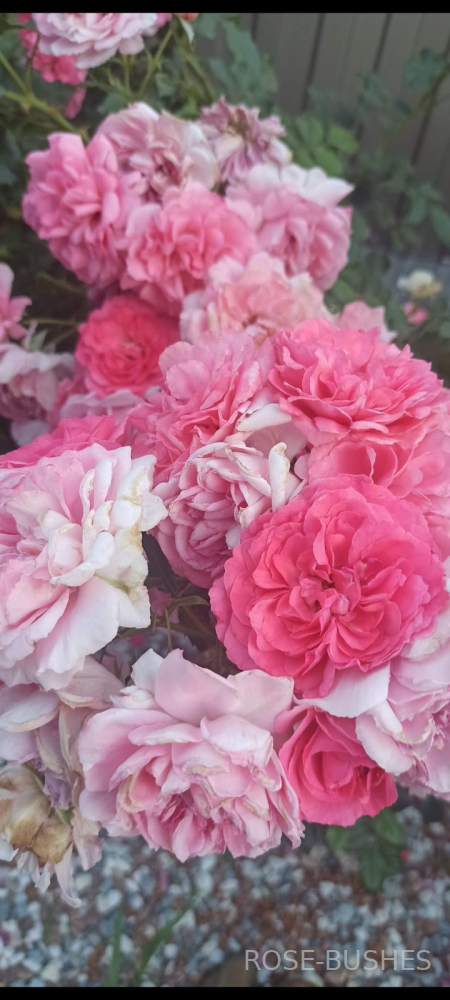 �������� �������. Rosarium Uetersen (����. ������.)